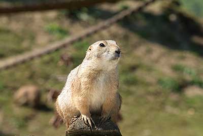 Aachener Zoo Aachener-Zoo-Praeriehund-005